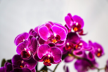 Lilac orchid, bouquet of orchids, water drops on petals, flower background	