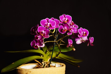 Lilac orchid, bouquet of orchids, water drops on petals, flower background 