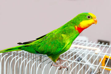 A beautiful green parrot is sitting on a cage, looking around.
