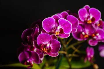 Fototapeta na wymiar Lilac orchid, bouquet of orchids, water drops on petals, flower background 