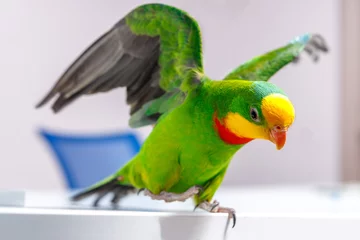 Foto op Plexiglas A beautiful green parrot walks on the board, flapping its wings. © kpn1968