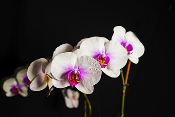Fototapeta na wymiar white orchid, water drops on petals, orchid on black background, flower background 