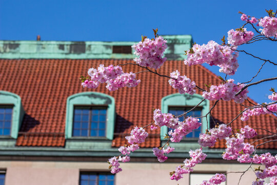Cherry blossom, Kungstr&auml;dg&aring;rden