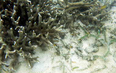 Naklejka na ściany i meble Photo of coral in the sea