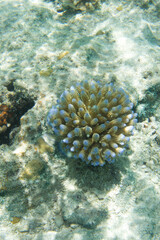 Naklejka na ściany i meble Close up of acropora coral