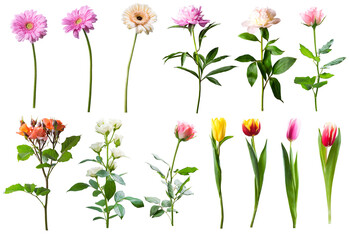 Set of different isolated flowers