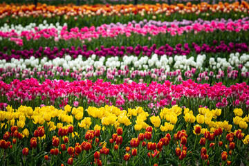 A multicolored field of tulips. A colorful sea of flowers. Selective focus.