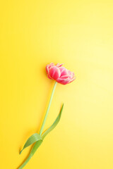 Pink tulip on a yellow background. Layout for Valentine's Day, Mother's Day or spring. Flat position, top view.