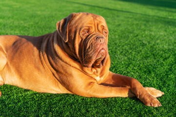 Gorgeous Dogue De Bordeaux male relaxed in the evening sunlight
