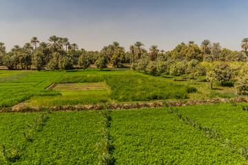 Fototapeta na wymiar Lush fields along the river Nile, Egypt