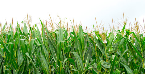green and yellow cornfield plantation, white background