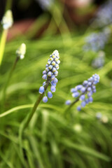 Muscari flowers, Armenian Muscari, Grape hyacinths spring blue flowers blooming in April and May. Blurry background, out of focus.