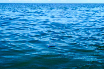Portuguese Man-of-war floating on the ocean