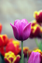 Fototapeta premium A purple tulip bud with fresh green leaves in soft lighting on a blurry background with space for your text. Dutch tulips bloom in the greenhouse in spring. Flower banner for a flower shop.
