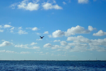 Fototapeta na wymiar Pelican flying over the ocean