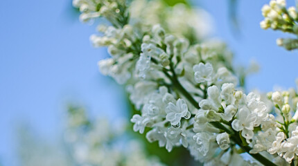 Blooming branch of lilac in the open air blooms in May