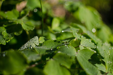 Abstraction growing green leaves on a light background outdoors