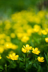 Fresh wildflowers bloom on the field on a beautiful sunny summer day