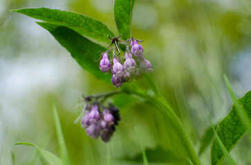 Symphytum officinale is a moderately poisonous perennial plant of the rough-leaved family, also known locally as ox tongue, comfrey, organelle.