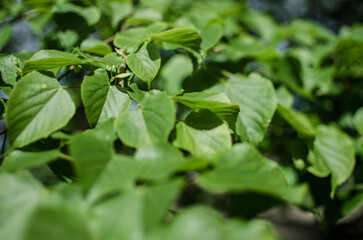 Abstraction growing green leaves on a light background outdoors