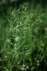 Fresh juicy green grass for summer