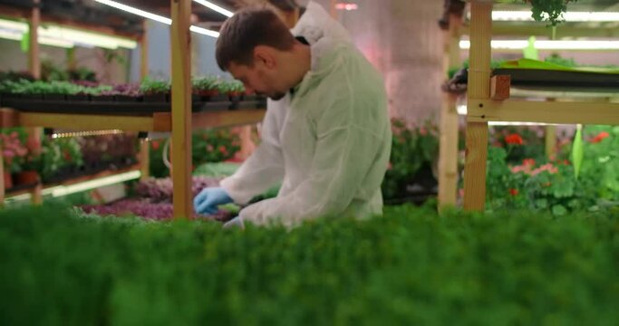 Farmer works ath the microgreens vertical farm, vitaminized superfood, agriculture business, 4k 60p Prores