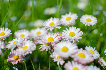 Fototapeta na wymiar Beautiful fresh daisies bloom outdoors in the field