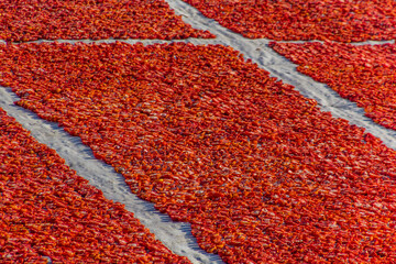Rows of sun drying tomatoes near Luxor, Egypt