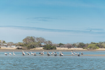 pelicans and birds perched on the banks of the mangroves of tumbres at low tide on a sunny day and blue sky surrounded by trees