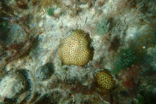 Head coral on the ocean floor