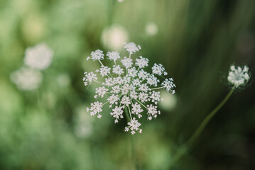 queen annes lace and spider
