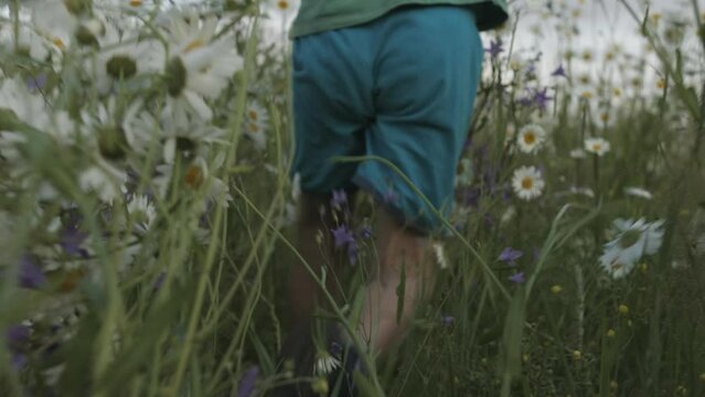 A boy running through a summer field. Creative. A small child in summer clothes runs through chamomile bushes