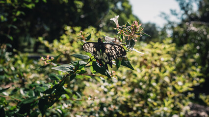Butterfly on a plant