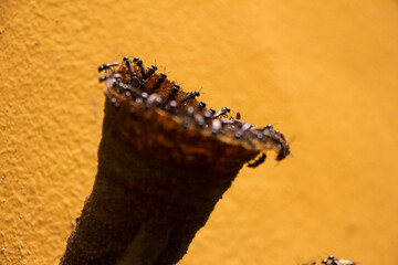 bees