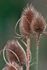 Wilde wilde Karde