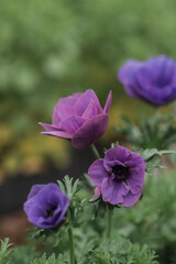 Purple Anemones