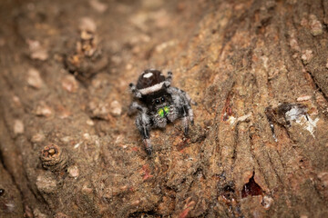 cute jumping spider