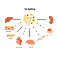 Adiponectin fat tissue - obrazy, fototapety, plakaty