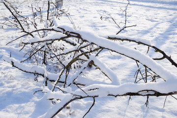 Fototapeta na wymiar Winter, tree branches in snow. Grug snow, branch on the ground.