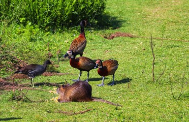 Different species coexisting in harmony in the same habitat.