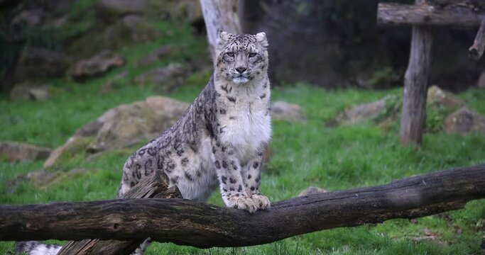 A snow leopard is resting in the plain