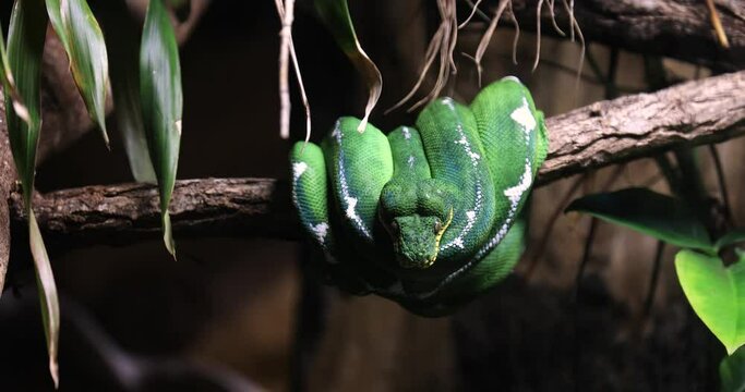 A green snake sits on a branch