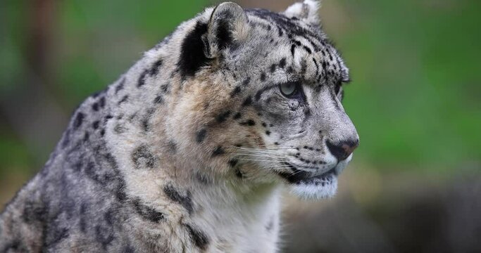 A snow leopard is resting in the plain
