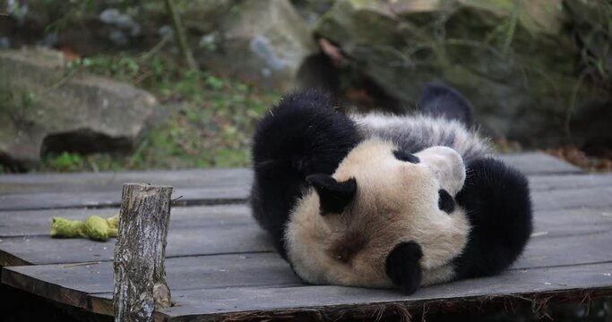 A panda is resting in the forest