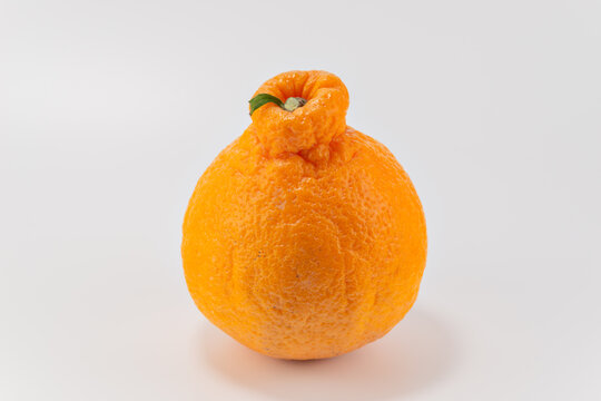 Sumo mandarin (Citrus reticulata 'Shiranui') produced in Japan