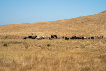 Fototapeta na wymiar Beef cattle and cows in Australia