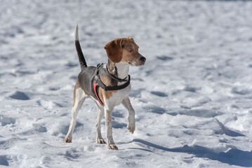 Beagle puppy resting on the snow