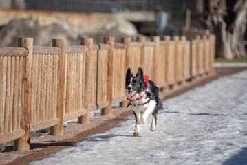 Border Collie in the Snow in a sunny day.