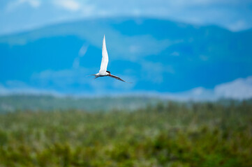 Arctic Tern
An arctic tern hunting for food in Gros Morne Newfoundland. 