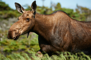 Female Moose Gros Morne Newfoundland